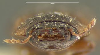 Media type: image;   Entomology 121 Aspect: head frontal view